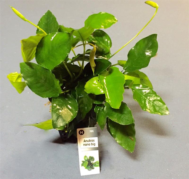 Anubias nana big in pot